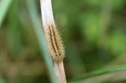 Réf. 349 580 : Phragmatobia fuliginosa
